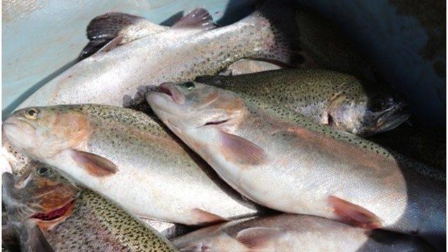 Erzurum’da su ürünleri yetiştiriciliği iki kat artacak