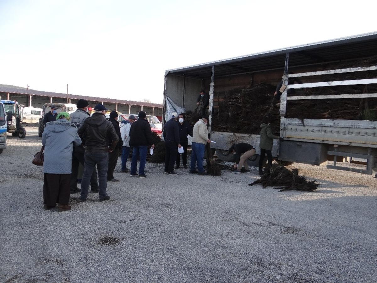 İl&ccedil;e n&uuml;fusunun iki katından fazla ceviz fidanı dağıtıldı
