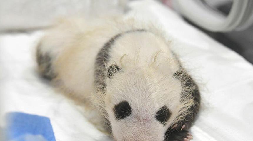 Japonya'da erkek zannedilen panda yavrusu dişi çıktı