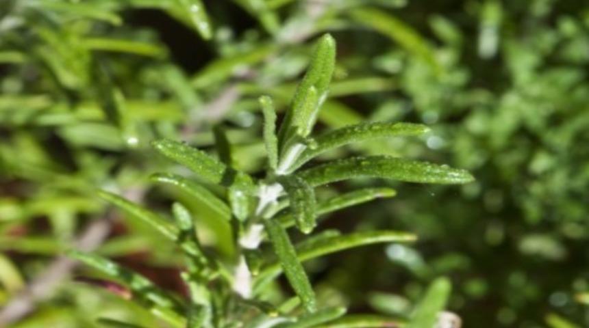 Tarhun nedir ve kullanım alanları nelerdir?