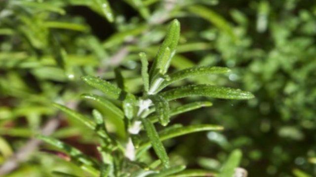 Tarhun nedir ve kullanım alanları nelerdir?