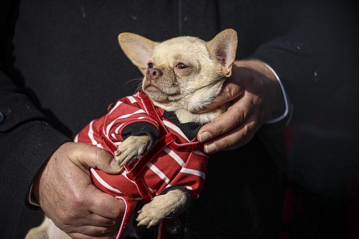 Ankara'da ses telleri kesilen köpeklerler sahiplendirilecek G3
