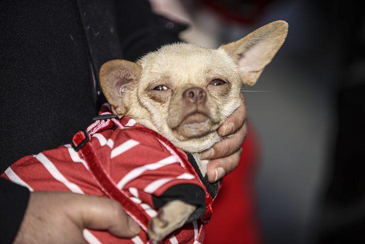 Ankara'da ses telleri kesilen köpeklerler sahiplendirilecek G4