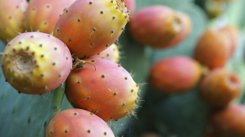 Şifa bombası: Hint inciri faydaları nelerdir?