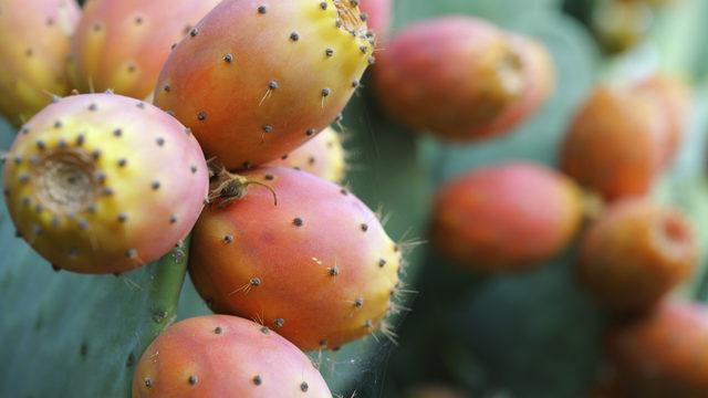 Şifa bombası: Hint inciri faydaları nelerdir?