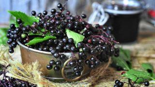 Tam bir şifa deposu: Kara mürver nedir? Faydaları nelerdir?