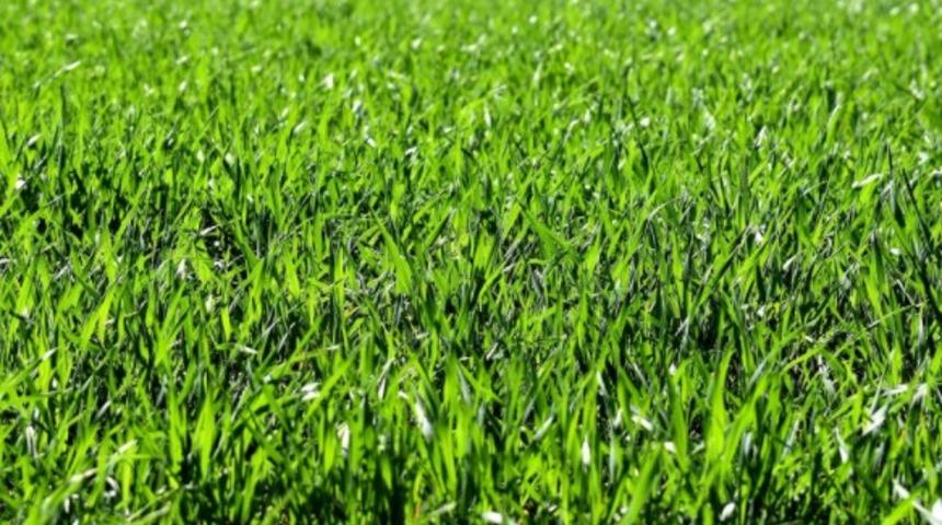 Yüksek besin değerine sahip: Ayrık otunun faydaları nelerdir?