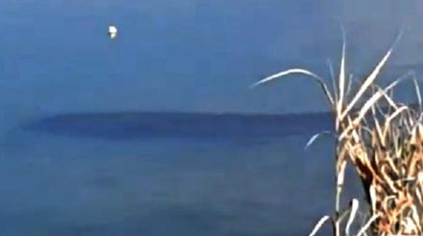 Gören şaşkına döndü: Kuşlar korkularından gelmiyor