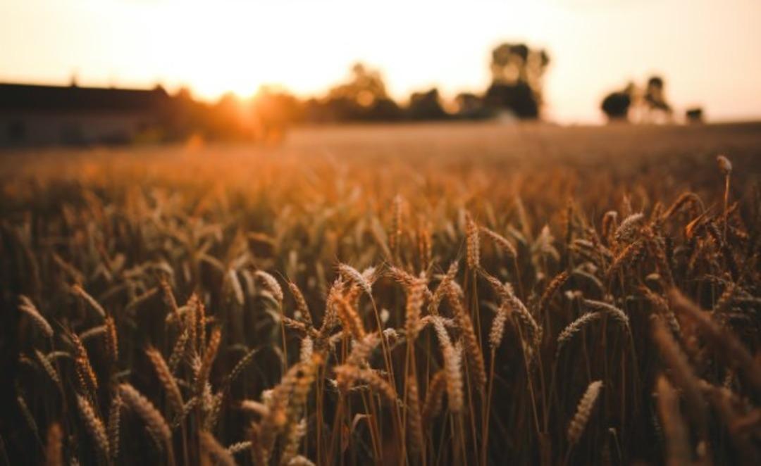 Buğdayın kalbi: Ruşeym nedir? 