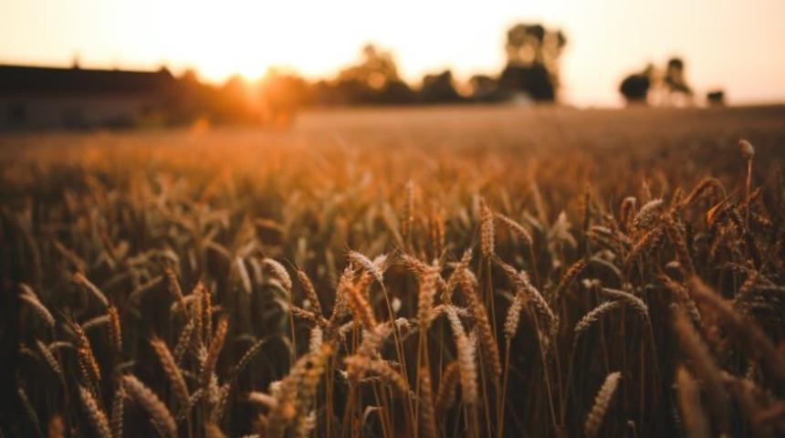 Buğdayın kalbi: Ruşeym nedir? 