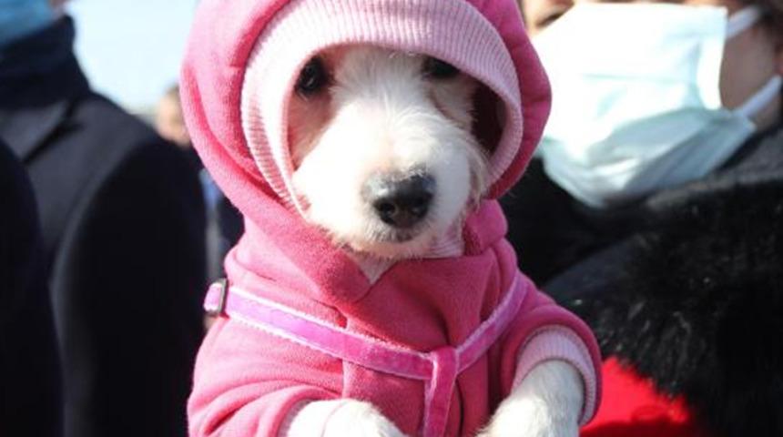 Ankara'da ses telleri kesilen köpeklerin sahibine rekor para cezası