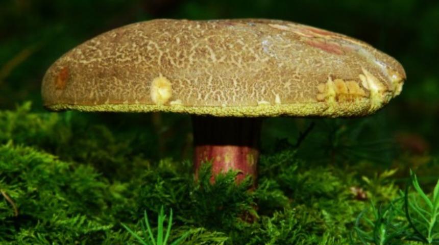 Doğal mucize: Reishi mantarının faydaları nelerdir?