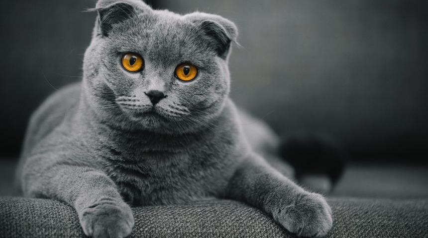 Scottish fold özellikleri ve bakımı