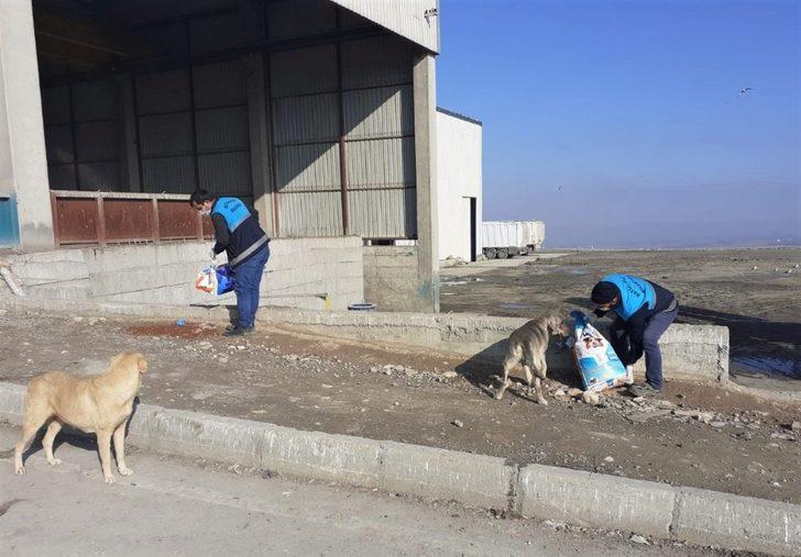 Battalgazi’de sokak hayvanları unutulmadı G2