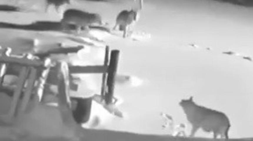 Kurtlara meydan okuyan köpeklerin acı sonu