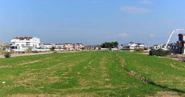 Muratpaşa’nın buğdayları filizlendi