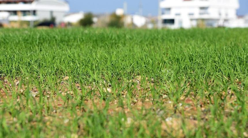 Muratpaşa’nın buğdayları filizlendi