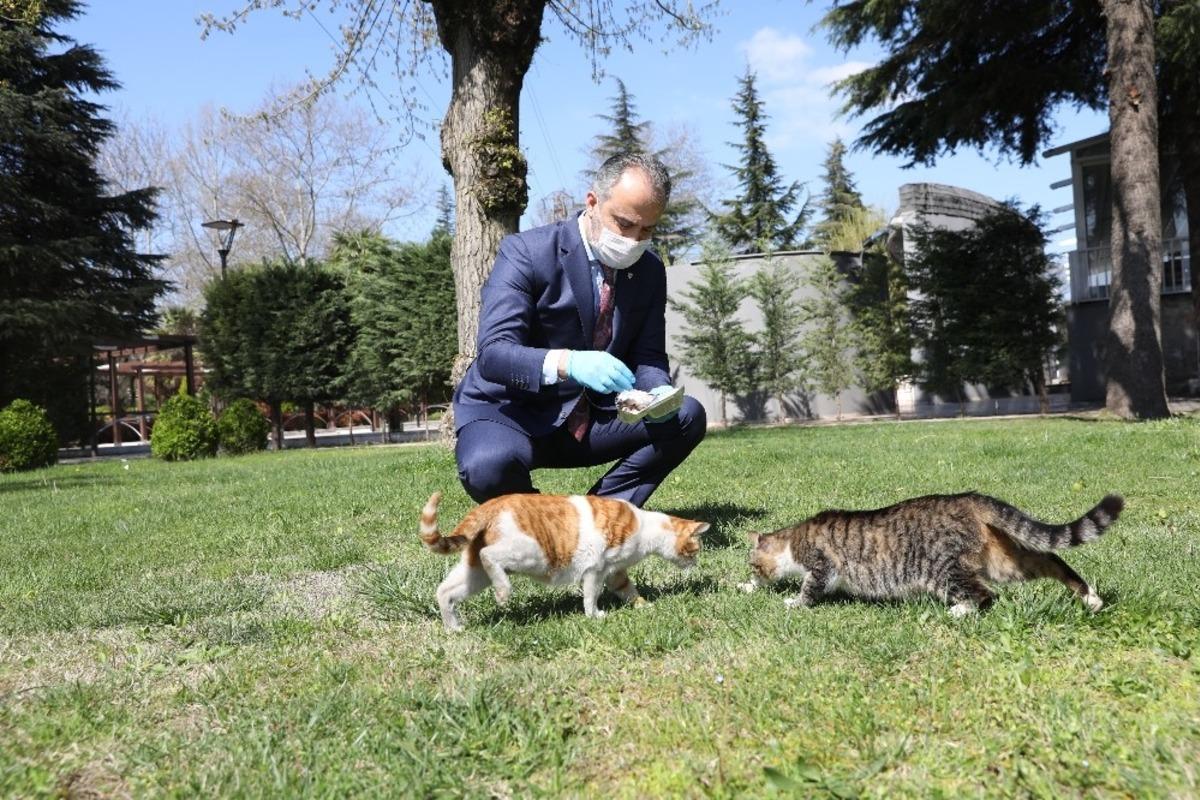 Bursa&rsquo;da sokak hayvanlarına 62 ton mama