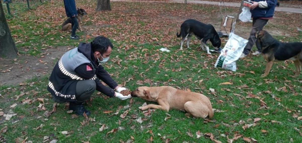 Uludağ yolundaki sokak hayvanlarına Osmangazi şefkati