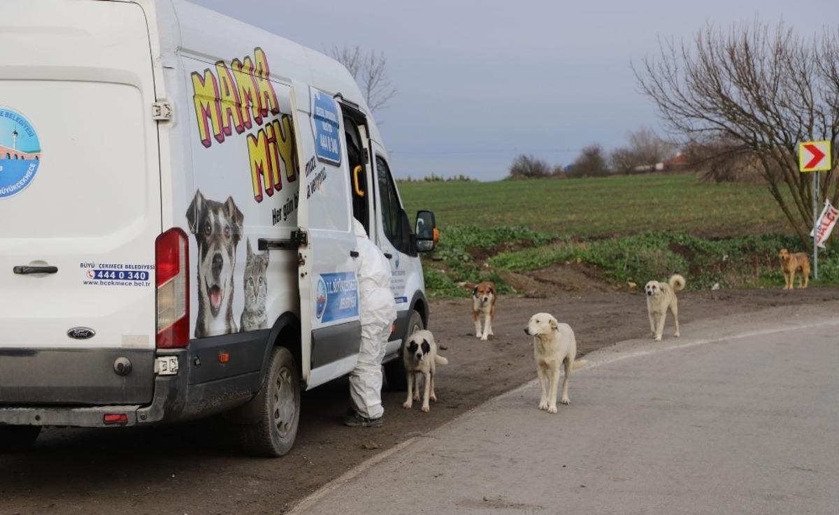 Kısıtlama g&uuml;nlerinde B&uuml;y&uuml;k&ccedil;ekmece&rsquo;deki sokak hayvanları yalnız bırakılmıyor