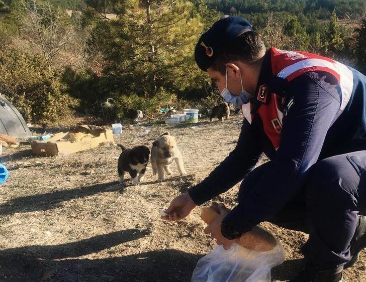 Jandarmadan sokak hayvanlarına yiyecek G1