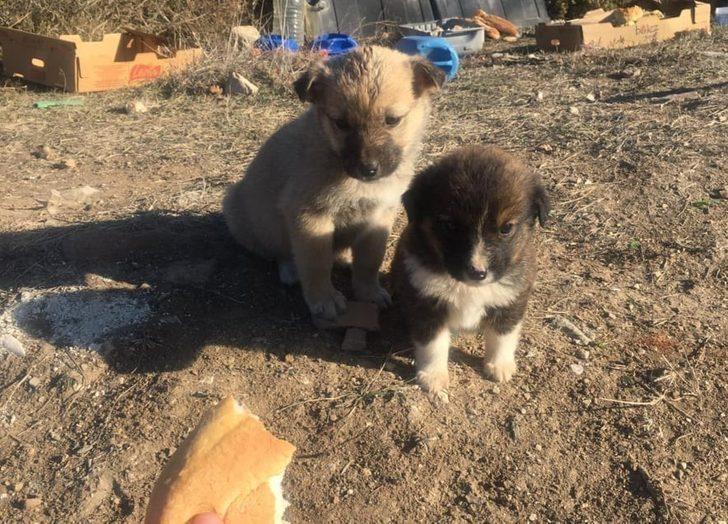 Jandarmadan sokak hayvanlarına yiyecek G2