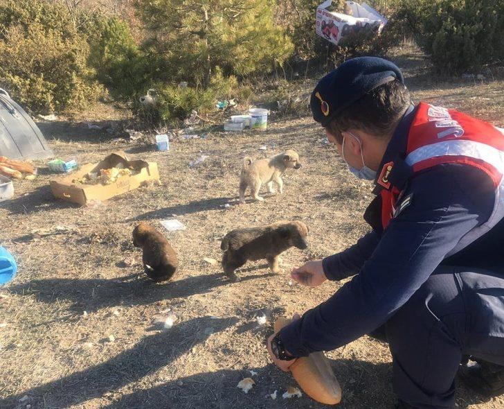 Jandarmadan sokak hayvanlarına yiyecek G3