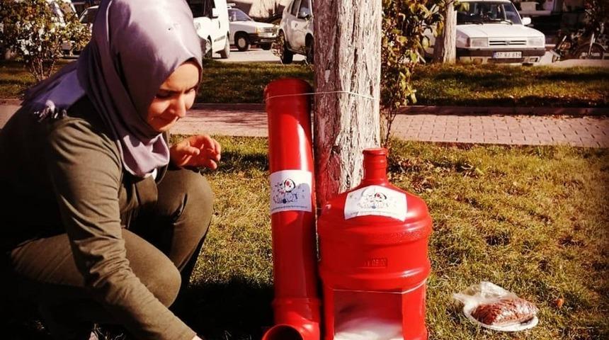 Eski damacanalar kedi yuvası oldu