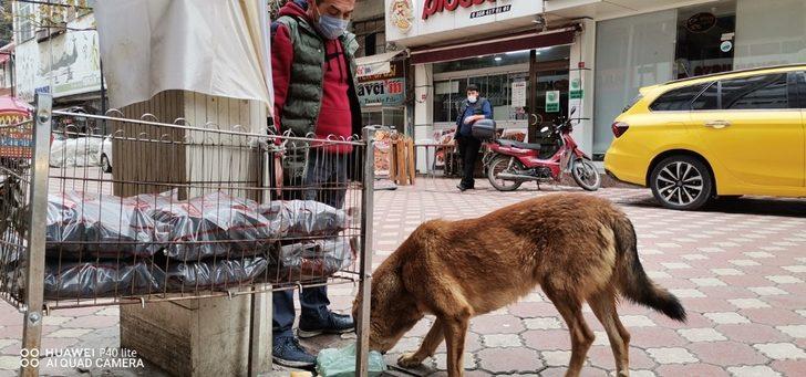 Çarşı esnafı sokak hayvanlarına sahip çıkıyor G2