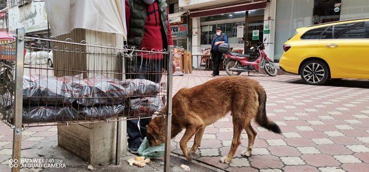 Çarşı esnafı sokak hayvanlarına sahip çıkıyor G3