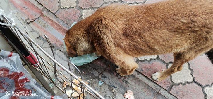 Çarşı esnafı sokak hayvanlarına sahip çıkıyor G4