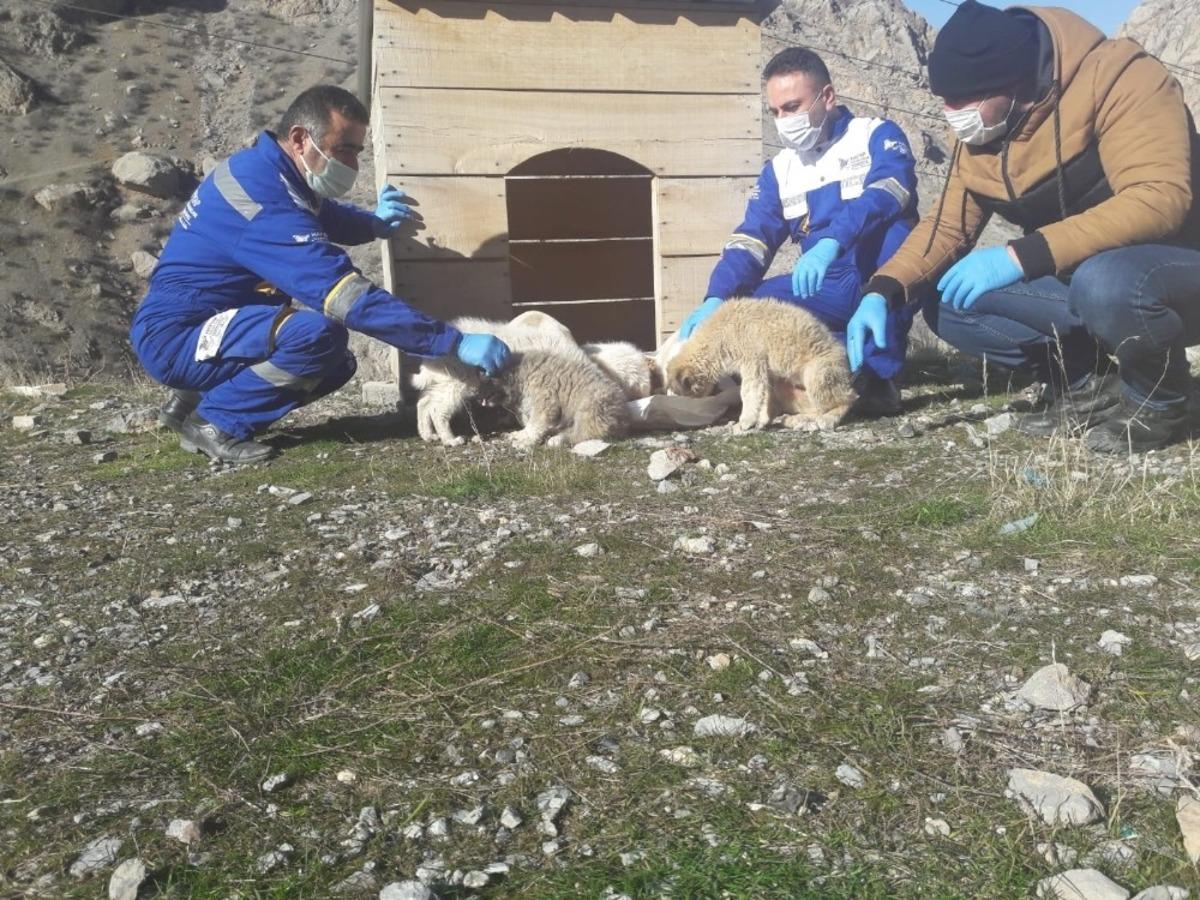 Hakkari&rsquo;de  sokağa  &ccedil;ıkma  kısıtlamasında hayvanları unutulmadı