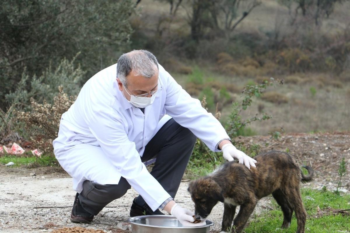 Kısıtlamada sokak hayvanlarını unutmadılar