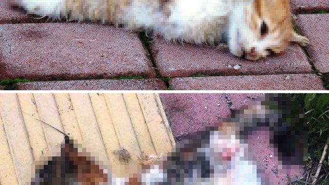 Korkunç iddia! 'Kedilerin ayakları büyü için kesiliyor'