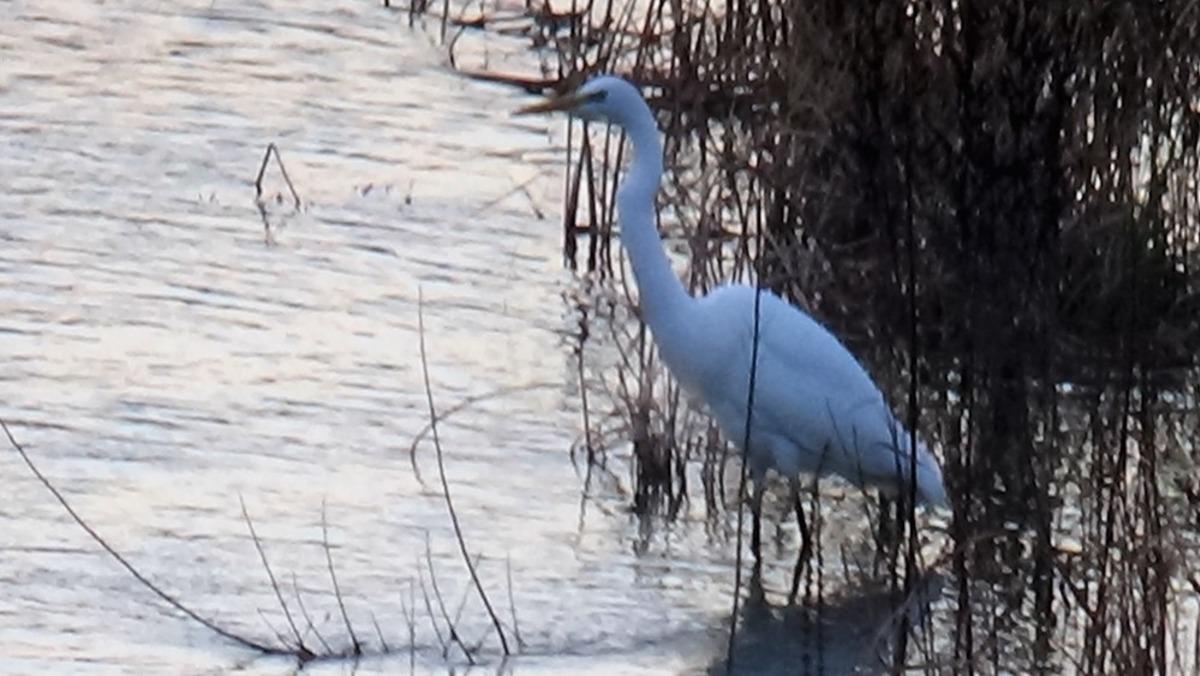 Ak balık&ccedil;ıl, Kelkit &ccedil;ayında g&ouml;r&uuml;nt&uuml;lendi