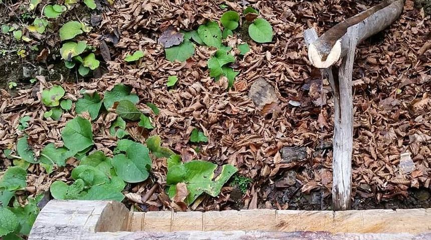 Yaban hayvanlarının imdadına yetiştiler