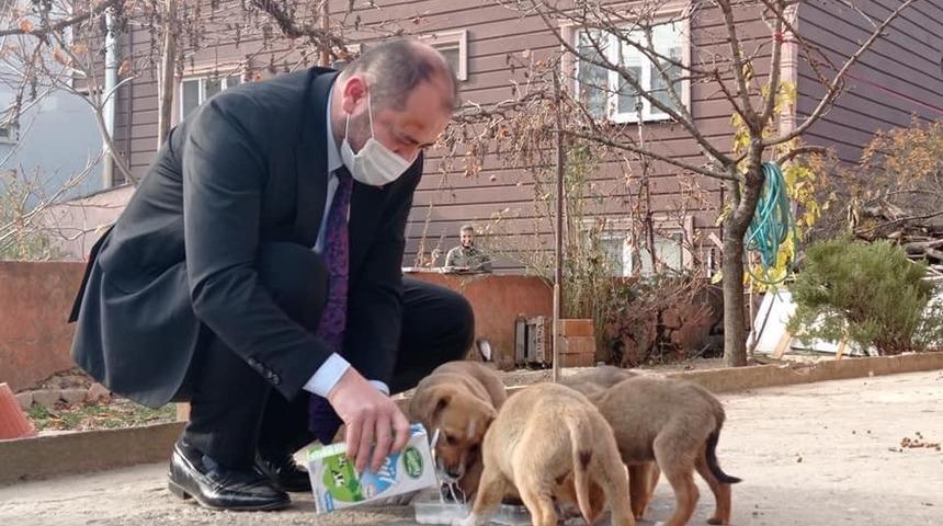 Başkan kısıtlamada sokak k&ouml;peklerini s&uuml;tle besledi