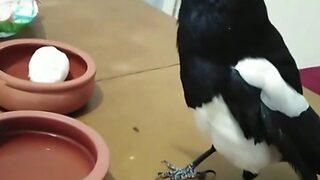 Konuşan karga Şakir sosyal medyada fenomen oldu