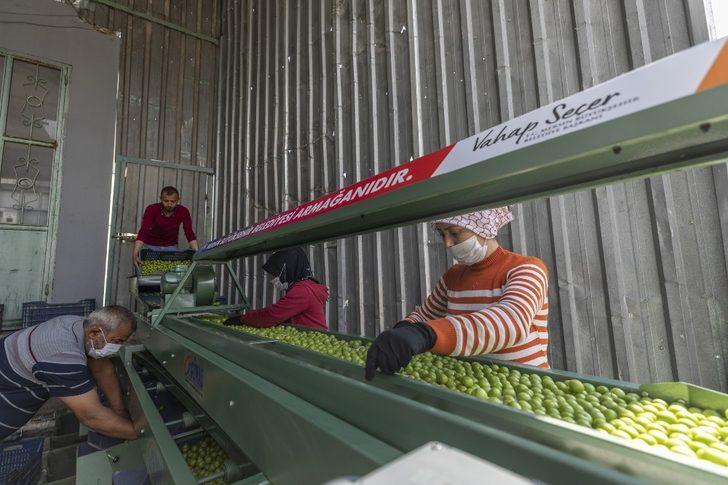 Mersin Büyükşehir Belediyesi, 2021’de tarım projelerine 24 milyon lira harcayacak G3