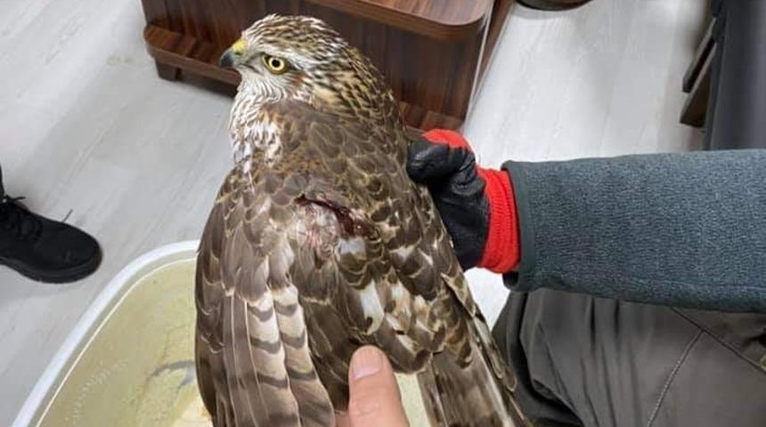 Yaralı halde bulunan atmaca tedavi altına alındı