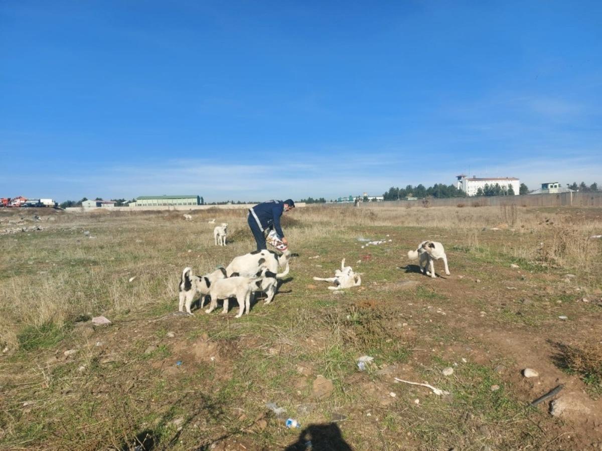 Yenişehir Belediyesi sokak hayvanlarını unutmadı