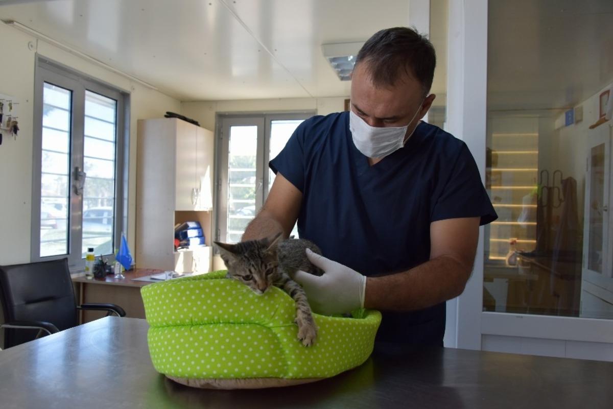 Aliağa&rsquo;da 2020 yılında 4 bin 72 sokak hayvanının bakım ve tedavisi yapıldı