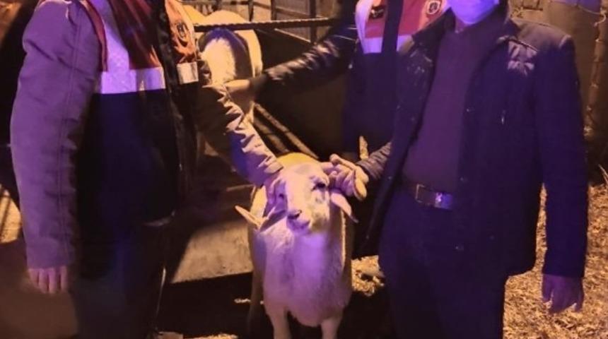 &Ccedil;alınan koyunları kesilmekten JASAT kurtardı