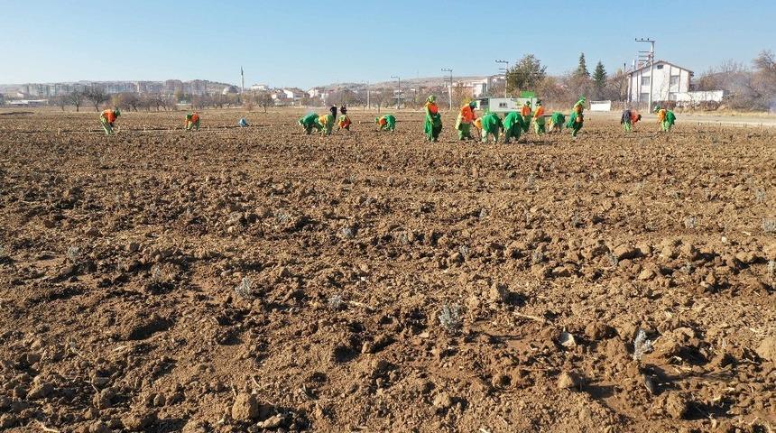 Konya&rsquo;da tıbbi aromatik bitki yetişecek