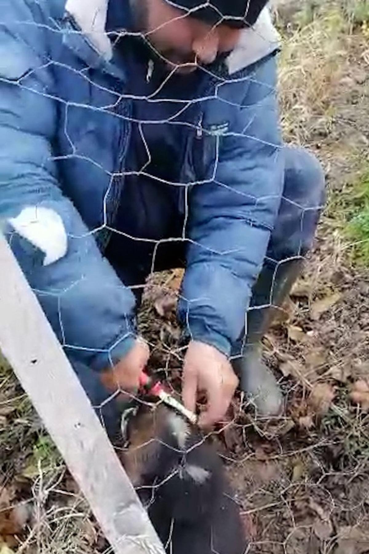 Tellerin arasına sıkışan yavru k&ouml;peği b&ouml;yle kurtardı