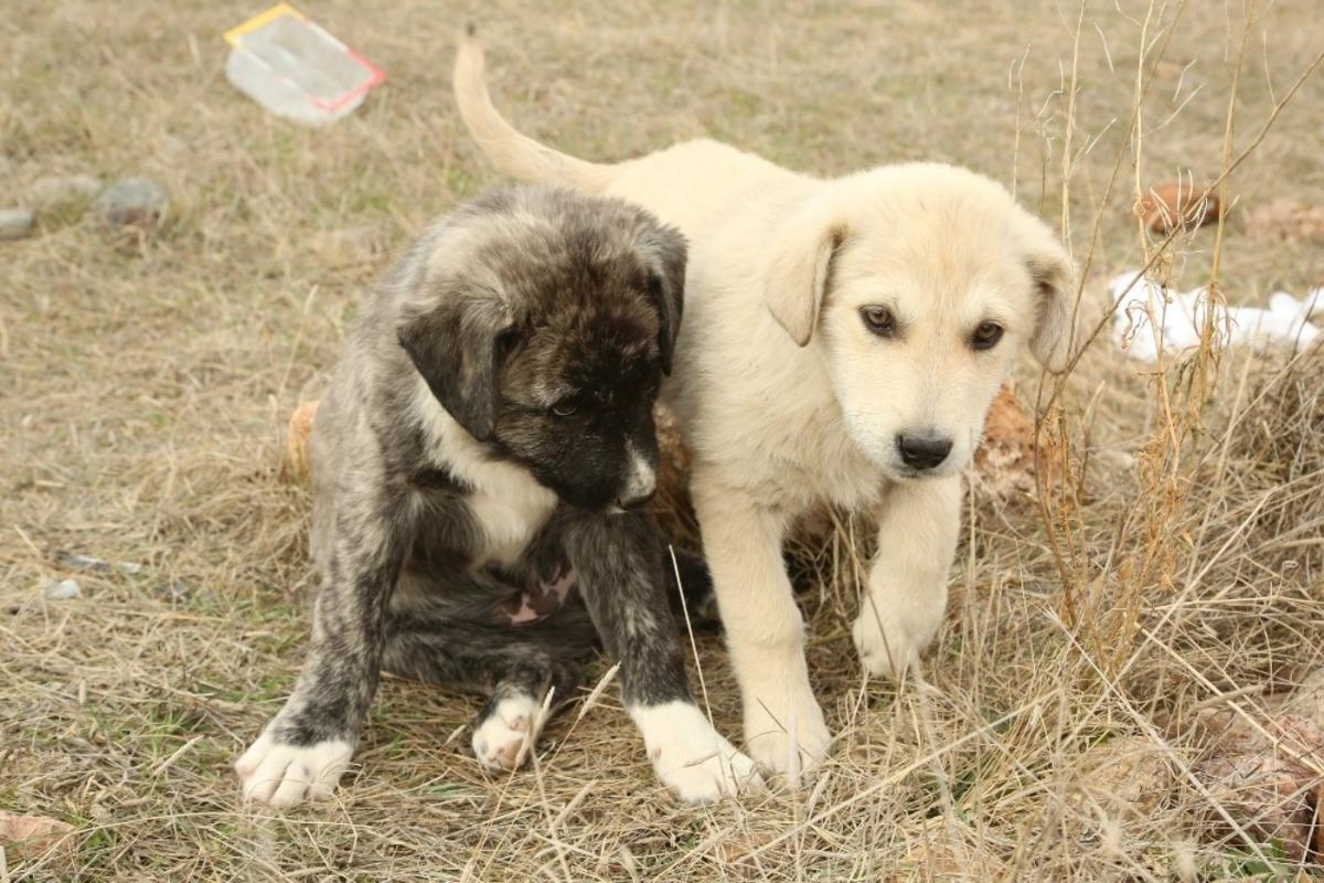 Odunpazarı Belediyesi hayvan dostu &ccedil;alışmalarına devam ediyor