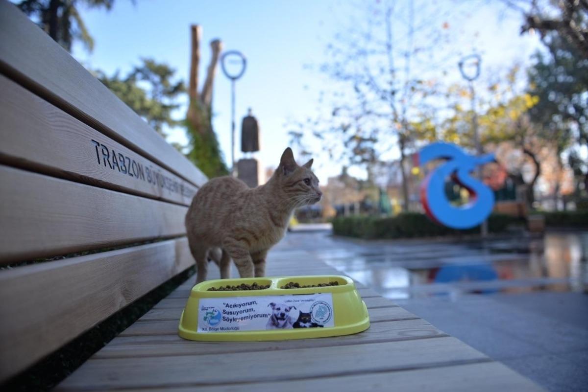 Trabzon&rsquo;da sahipsiz canlara &ouml;zel ilgi g&ouml;steriliyor