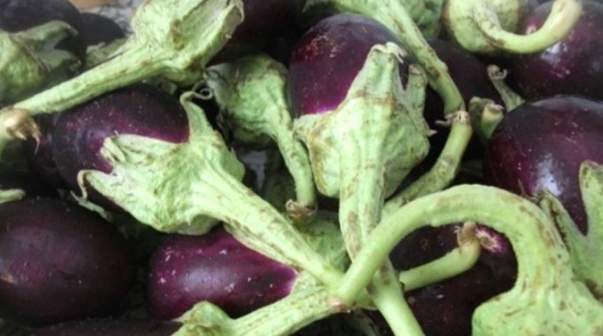 Basurun bitkisel tedavisi için patlıcan sapı