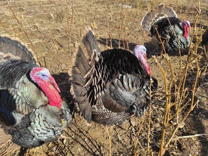 Batman’da hindiler yılbaşı öncesi satışa çıkarıldı G2