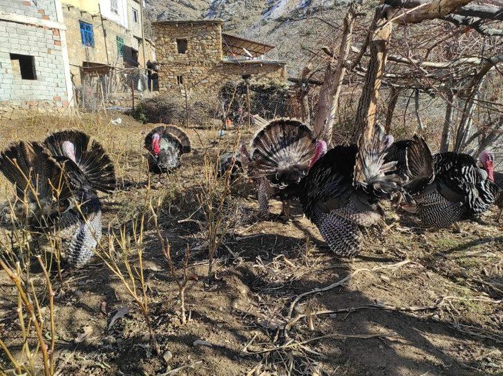 Batman’da hindiler yılbaşı öncesi satışa çıkarıldı G5